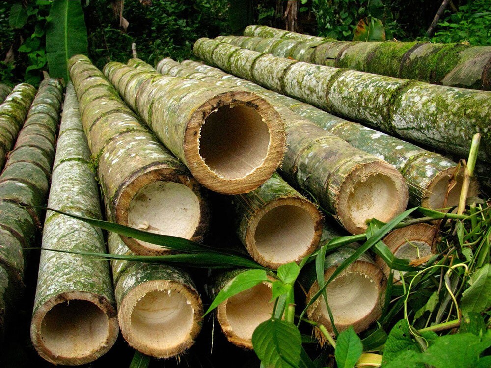 Китайский бамбук как альтернатива пластику. 