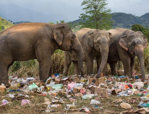 Поедающие пластик слоны позорят Шри-Ланку. 