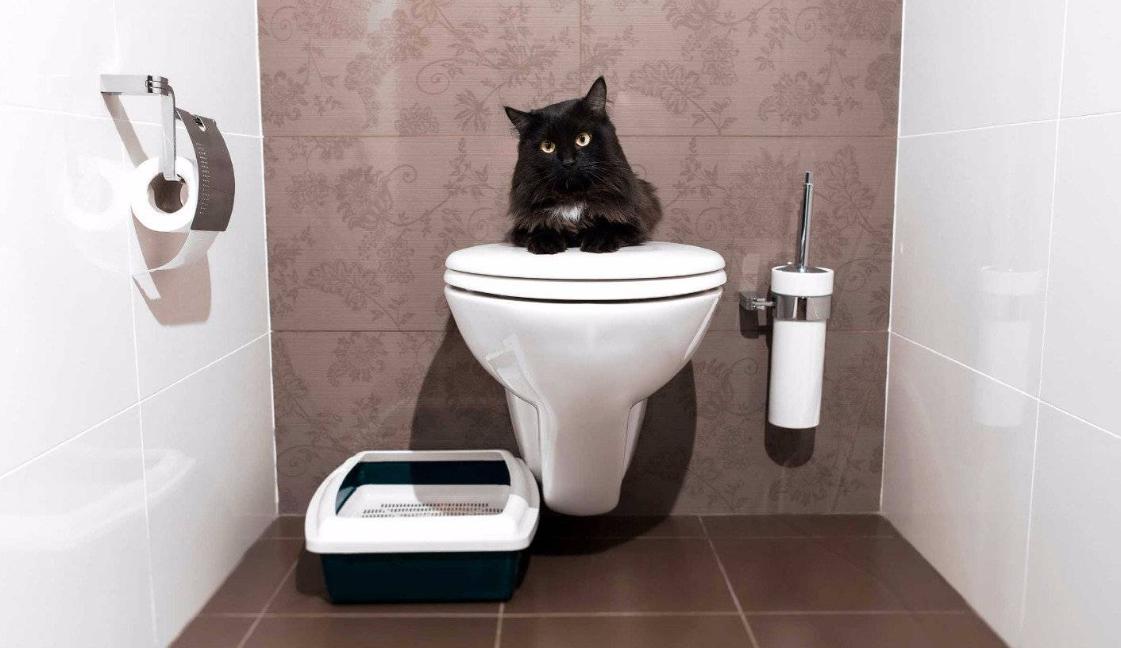 Упаковка для наполнителя кошачьего туалета