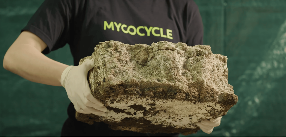 Биореволюция, которую так ждали от грибов, свершилась!