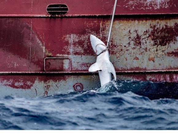 Микропластик, вымирание, экологическая катастрофа: все, что вы не хотели знать о глобальном рыболовстве, и еще больше боялись спросить.