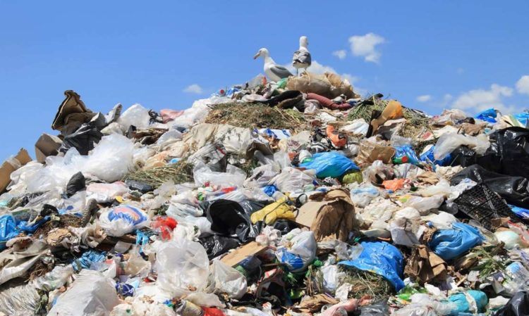 Гринпис выяснил, какой мусору зачастую не перерабатывается в России