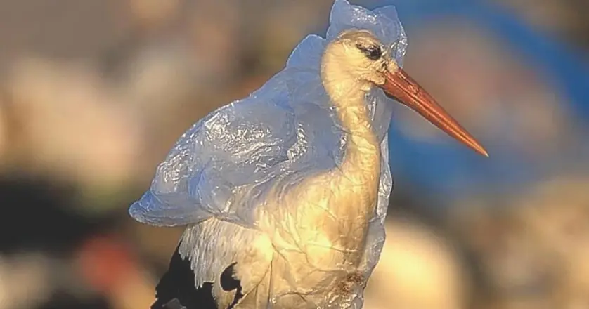 Неприятного аппетита: к 2050 году все виды морских птиц добавят в свой рацион пластик.