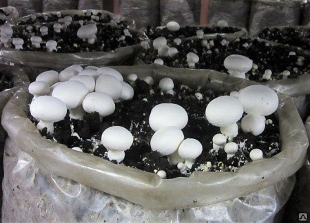 Пакет для выращивания грибов 80 мкм