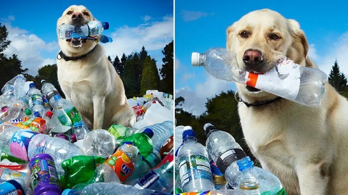 Лабрадор против пластиковых бутылок. 